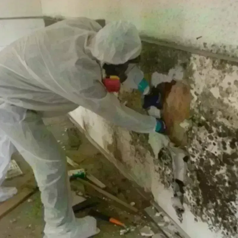 Mold Remediation and Removal in Berkeley, CA